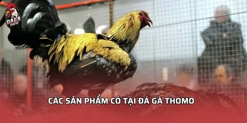 Đá Gà Thomo - Trải Nghiệm Giải Trí Đỉnh Cao 2026 3 Các sản phẩm có tại đá gà Thomo