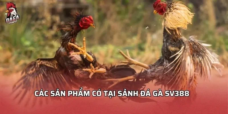 Đá Gà SV388 - Hướng Dẫn Chơi và Mẹo Hay Nhất 2026 3 Các sản phẩm có tại sảnh đá gà SV388