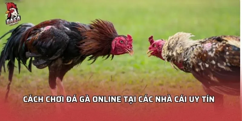 Đá Gà Online 2026 - Khám Phá Trải Nghiệm Đỉnh Cao Nhất 3 Cách chơi đá gà online tại các nhà cái uy tín
