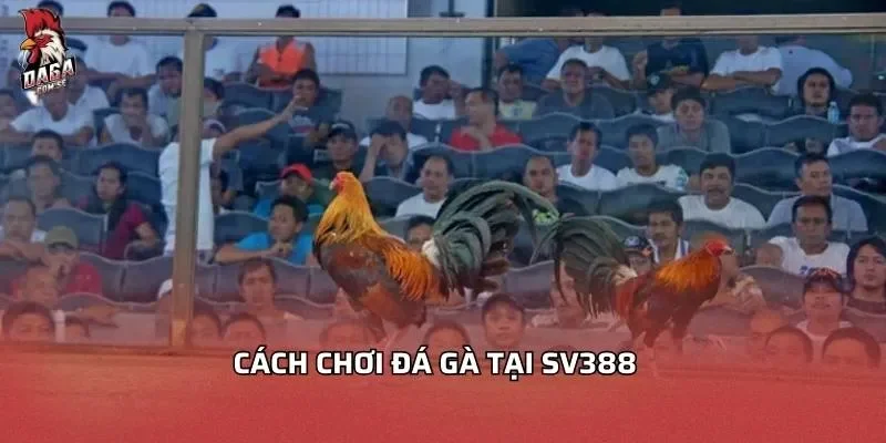 Đá Gà SV388 - Hướng Dẫn Chơi và Mẹo Hay Nhất 2026 4 Cách chơi đá gà tại SV388