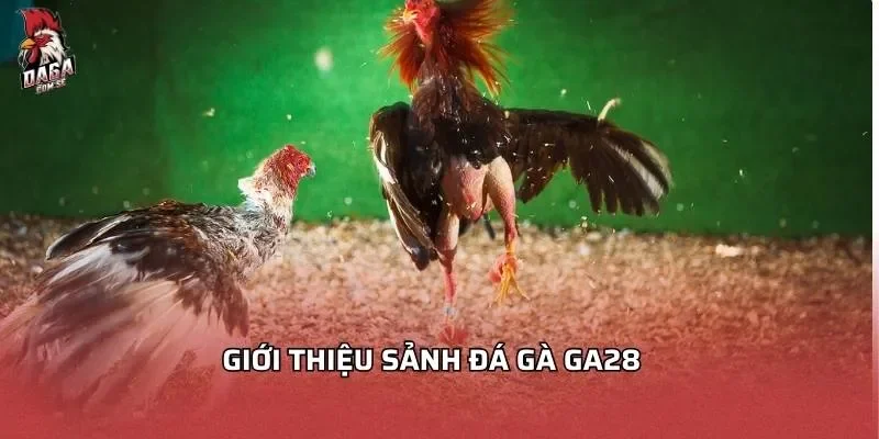 Giới thiệu sảnh đá gà GA28