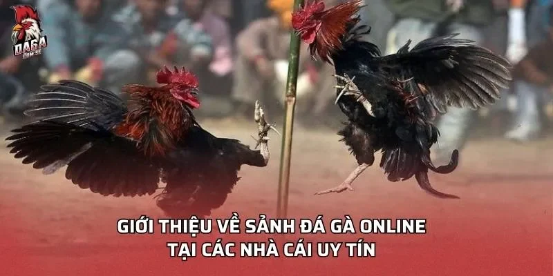 Đá Gà Online 2026 - Khám Phá Trải Nghiệm Đỉnh Cao Nhất 2 Giới thiệu về sảnh đá gà online tại các nhà cái uy tín