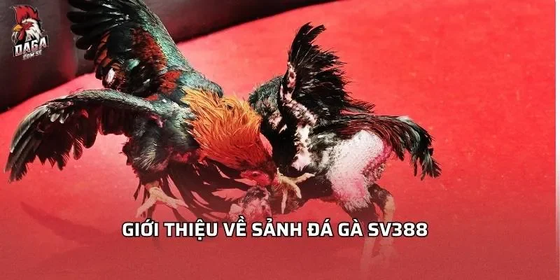 Đá Gà SV388 - Hướng Dẫn Chơi và Mẹo Hay Nhất 2026 2 Giới thiệu về sảnh đá gà SV388