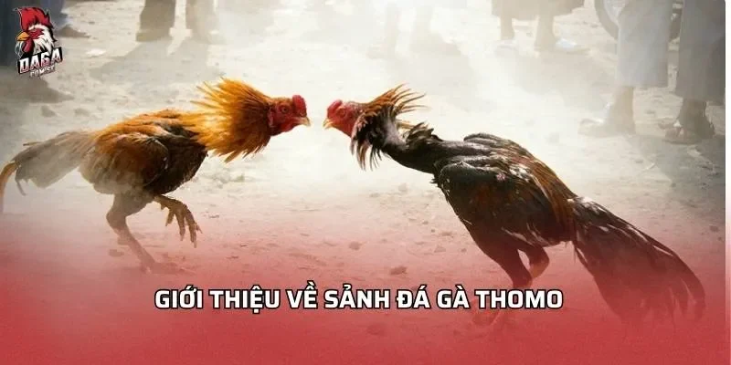 Đá Gà Thomo - Trải Nghiệm Giải Trí Đỉnh Cao 2026 2 Giới thiệu về sảnh đá gà Thomo