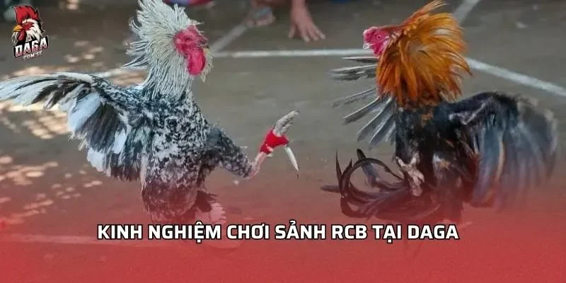 Sảnh RCB Tại DAGA - Những Điều Đặc Sắc Nhất Không Thể Bỏ Qua 4 Kinh nghiệm chơi sảnh RCB tại DAGA