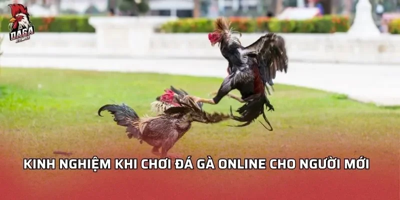Đá Gà Online 2026 - Khám Phá Trải Nghiệm Đỉnh Cao Nhất 4 Kinh nghiệm khi chơi đá gà online cho người mới