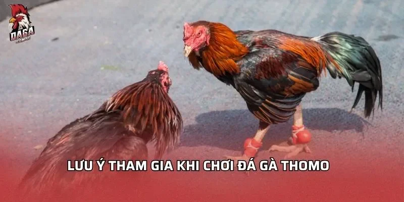 Đá Gà Thomo - Trải Nghiệm Giải Trí Đỉnh Cao 2026 4 Lưu ý tham gia khi chơi đá gà Thomo