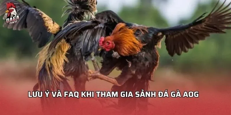 Lưu ý Và FAQ khi tham gia sảnh đá gà AOG