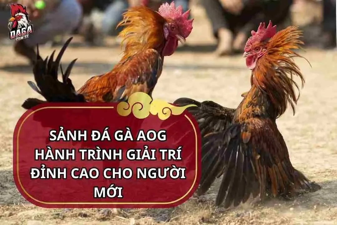 Sảnh đá gà AOG